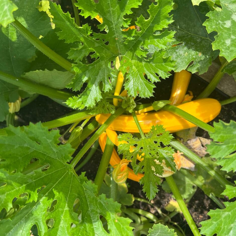 Bildē attēloti kabači dārza dobē